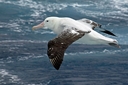 Wandering albatros