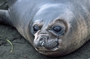 Elephant Seal pup, Aitcho Island