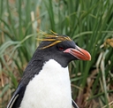 Macaroni penguin, Cooper Bay