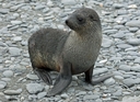 Female fur seal